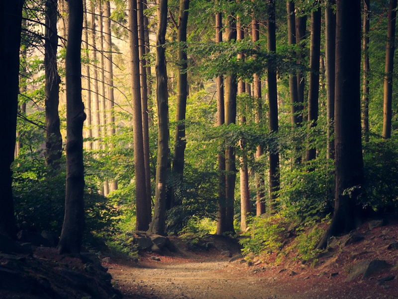 Sibirya Çamı Kalas